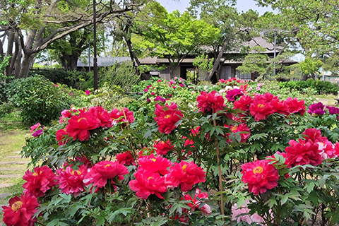 旧伊藤博⽂⾦沢別邸　牡丹園